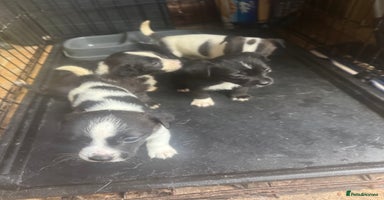 Mixed Breed dogs - Advert 5