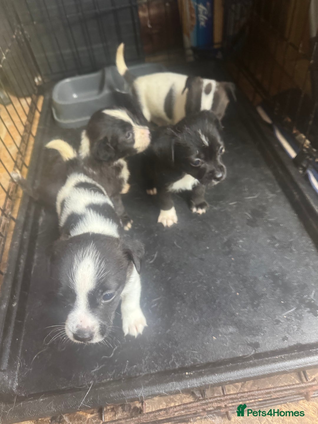Mixed Breed dogs for sale: Jackahuahua - Image 2
