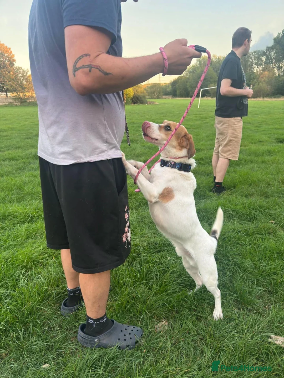 Mixed Breed dogs for adoption: Bagel for adoption in Walsall - Advert 1