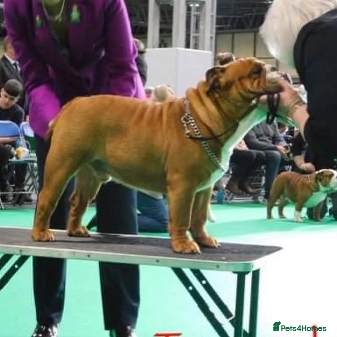 English Bulldog dogs for sale: red and white bulldog pupps  - Advert 6