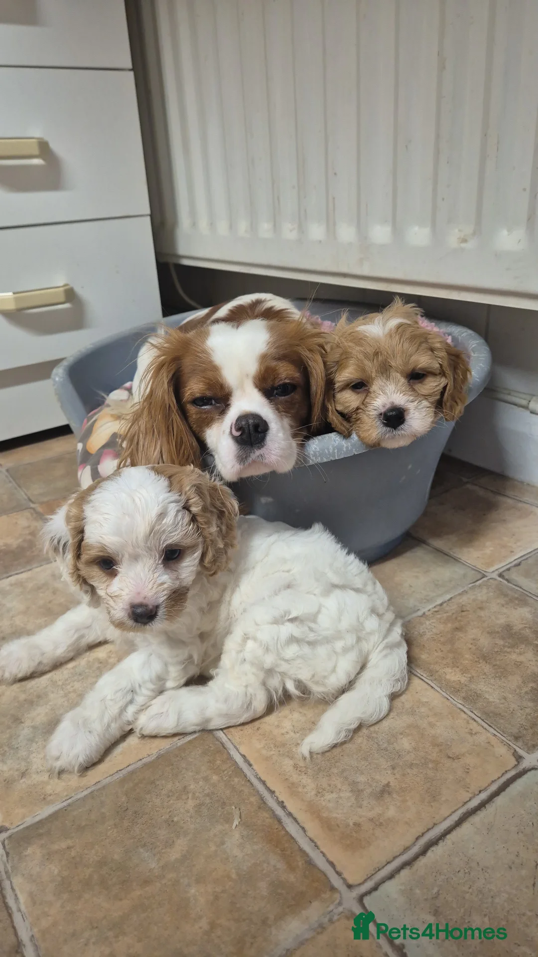 Cavapoo dogs for sale: Stunning Toy Cavapoo pups DNA Health tested CLEAR - Advert 3