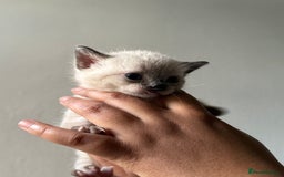Siamese cats for sale: 3 kittens and one older cat  - Image 3
