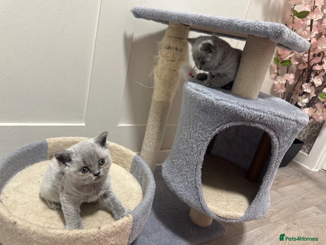 British Shorthair cats for sale: British blue shorthair - Advert 2