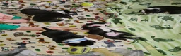 Border Collie dogs for sale: Border Collie Puppies – Looking for Forever Homes in Swindon - Advert 14