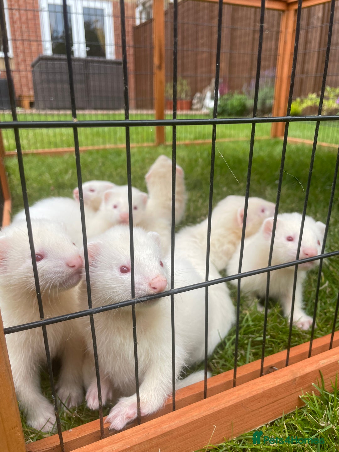 Ferret rodents for sale: Albino kits for sale  - Image 2