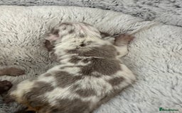 English Bulldog dogs for sale: Beautiful English Bull Dogs KC reg - Image 7