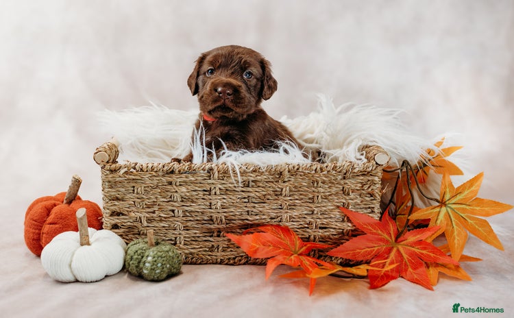 Mixed Breed dogs - Advert 2