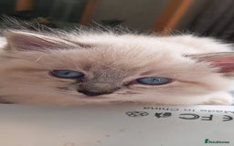 Ragdoll cats for sale: Ragdoll - Image 3