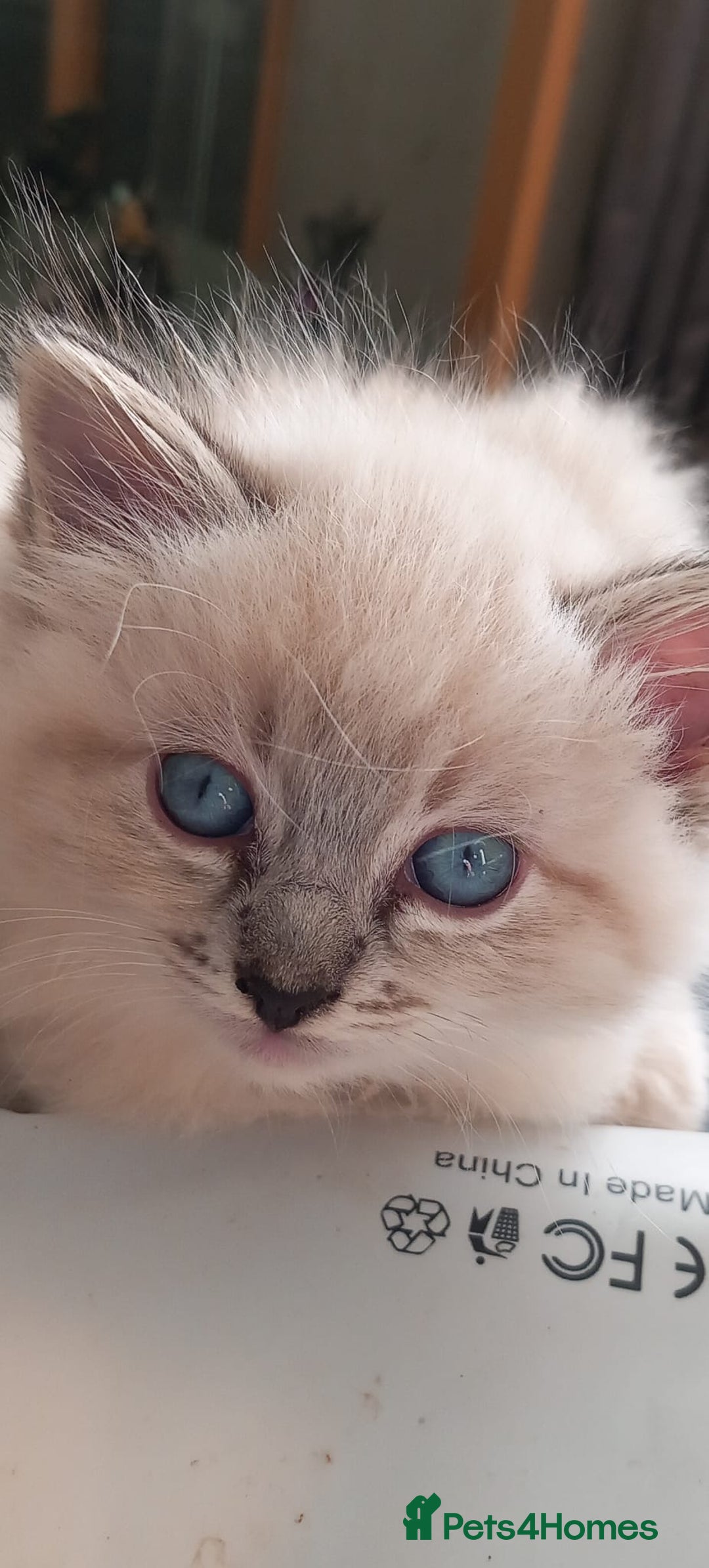 Ragdoll cats for sale: Ragdoll - Image 3