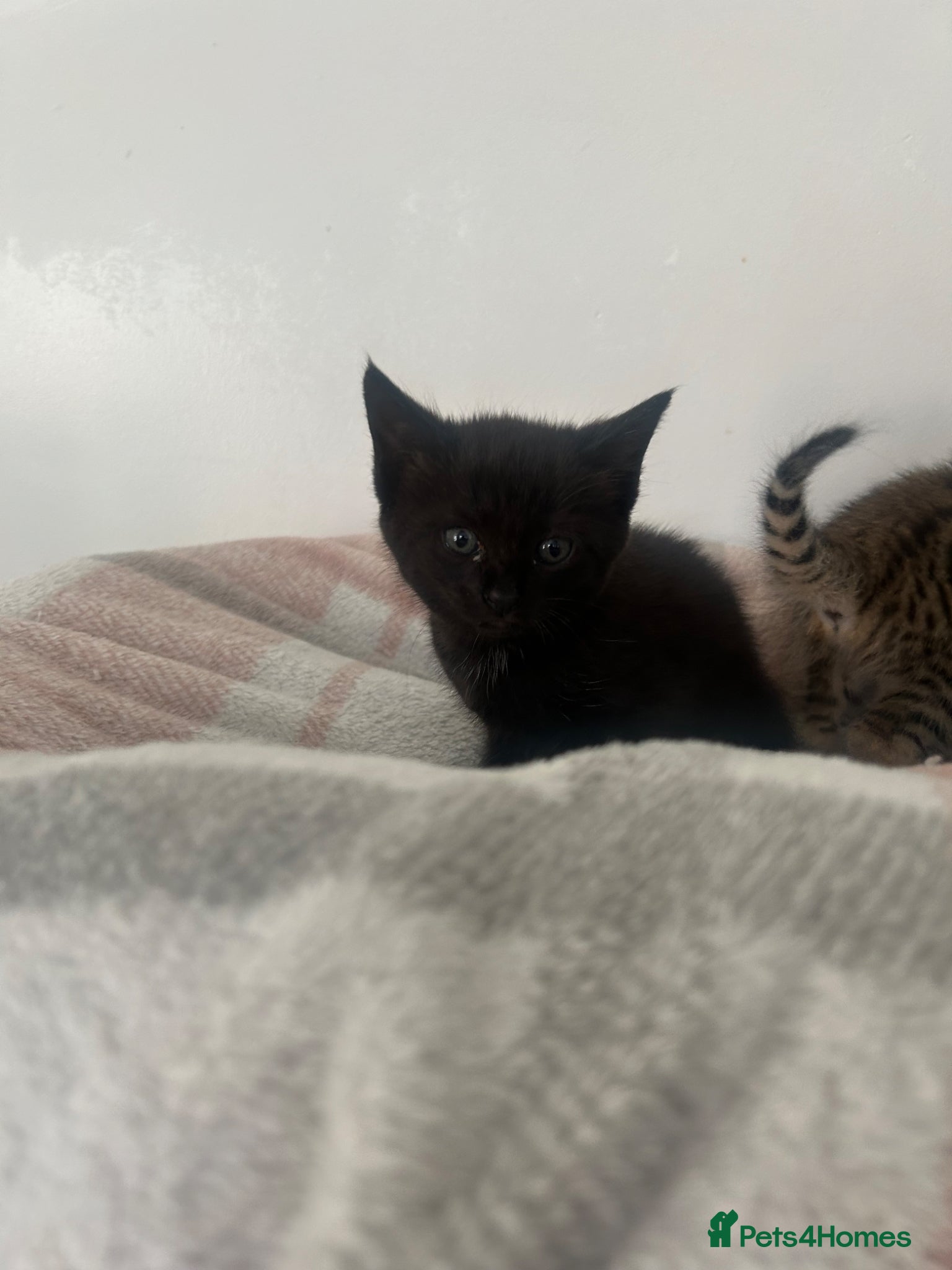 Savannah Kitten 1