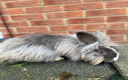 Angora rabbits for sale: Rabbits for adoption - Urgent - Image 14