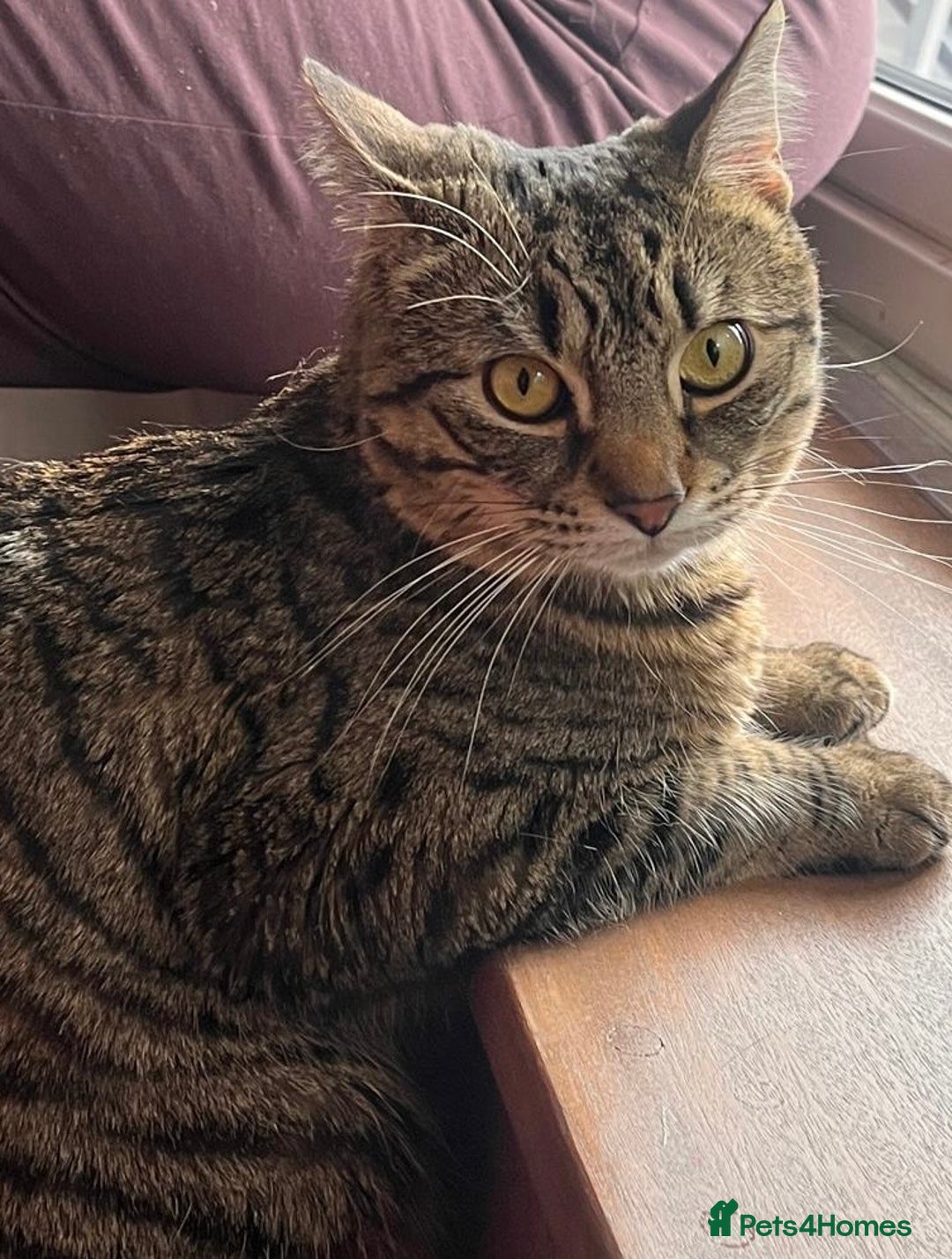 Domestic Shorthair cats for sale: Looking for a new family for Simba❤️ - Advert 2