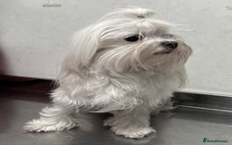 Maltese dogs for adoption: Crystal: The Little Dog Who Survived - Image 4
