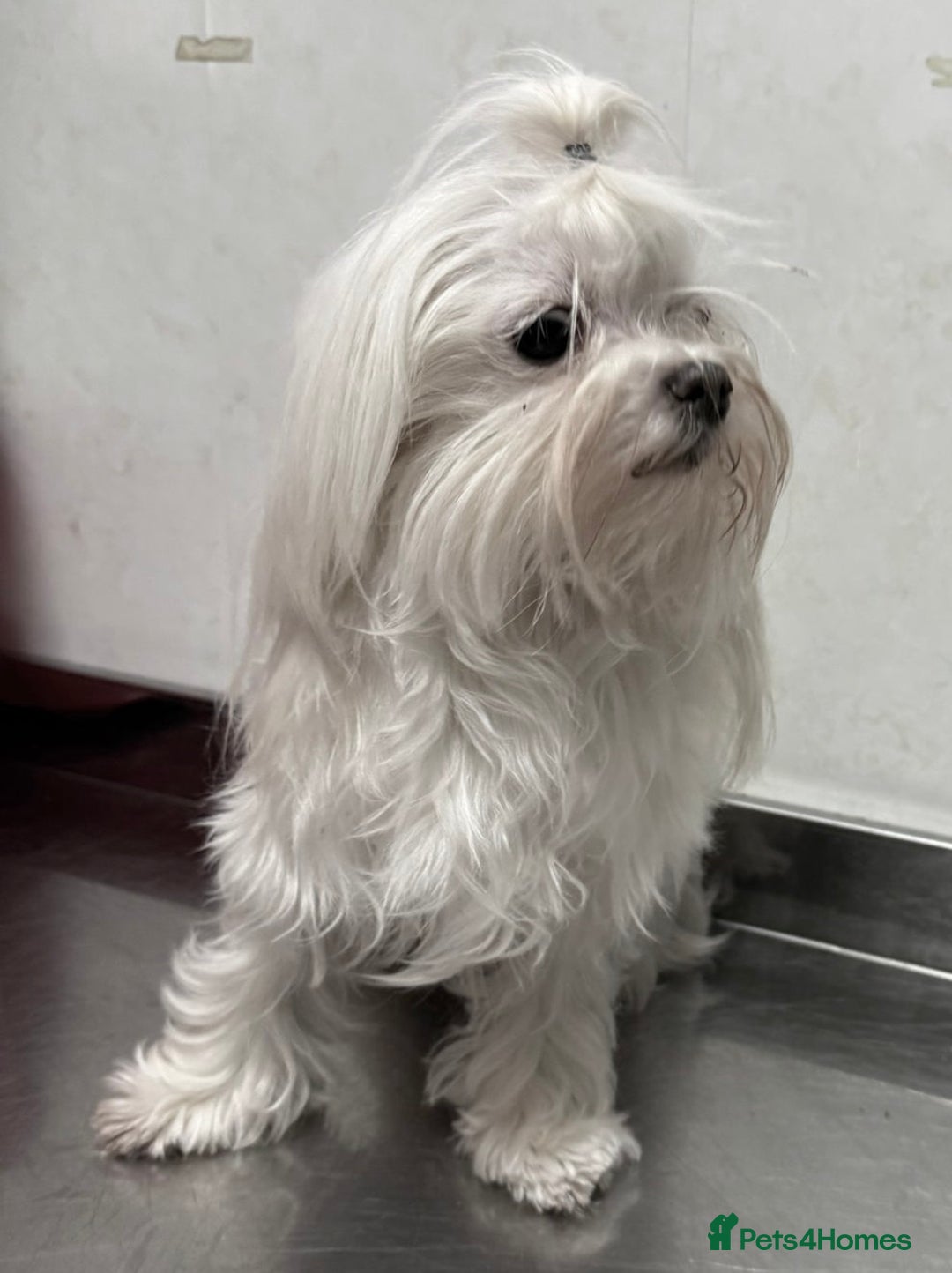 Maltese dogs for adoption: Crystal: The Little Dog Who Survived - Image 4