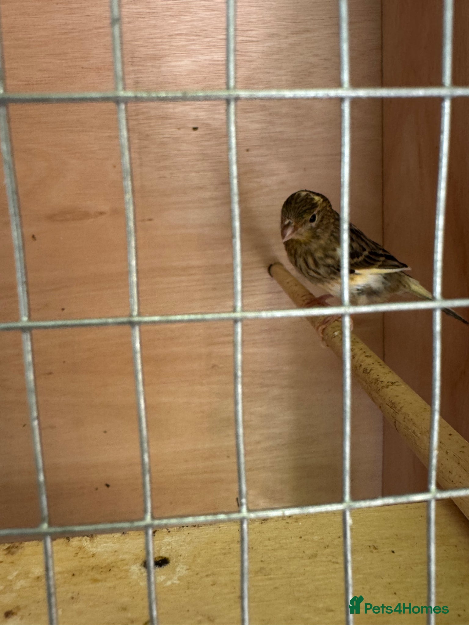 Canaries birds for sale: 2 x lovely young canaries  - Advert 2