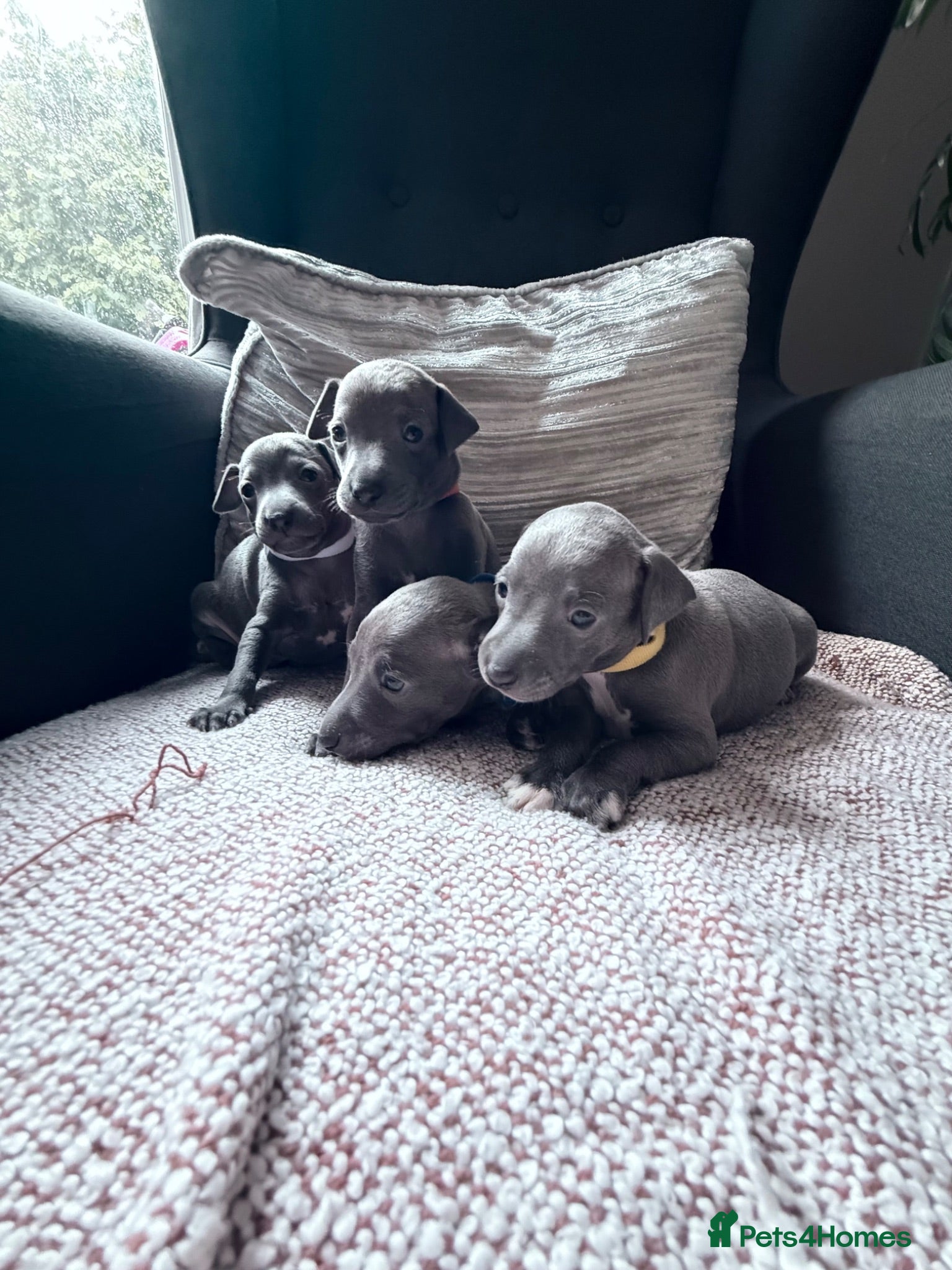 Italian Greyhound dogs 4 Stunning KC Italian Greyhound Puppies  - Advert 19
