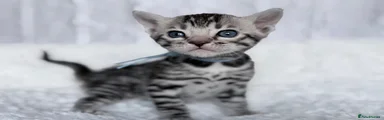 Make Bengal Kitten 1