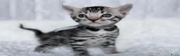 Bengal cats for sale: Exceptional Silver Bengal Kittens in Basingstoke - Advert 6