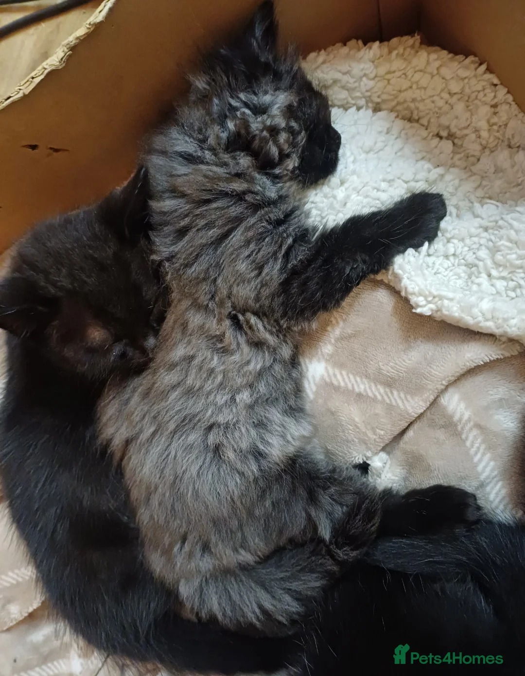 Mixed Breed cats for sale: Beautiful kittens - Advert 2