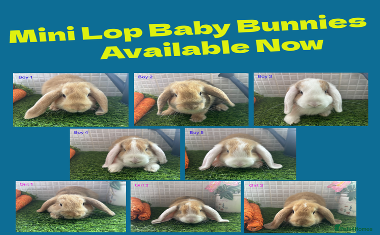 Mini Lop rabbits - Advert 6