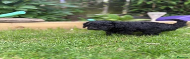 Cockapoo 9