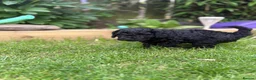 Cockapoo dogs for sale: Cockapoo F1B puppies - Advert 25
