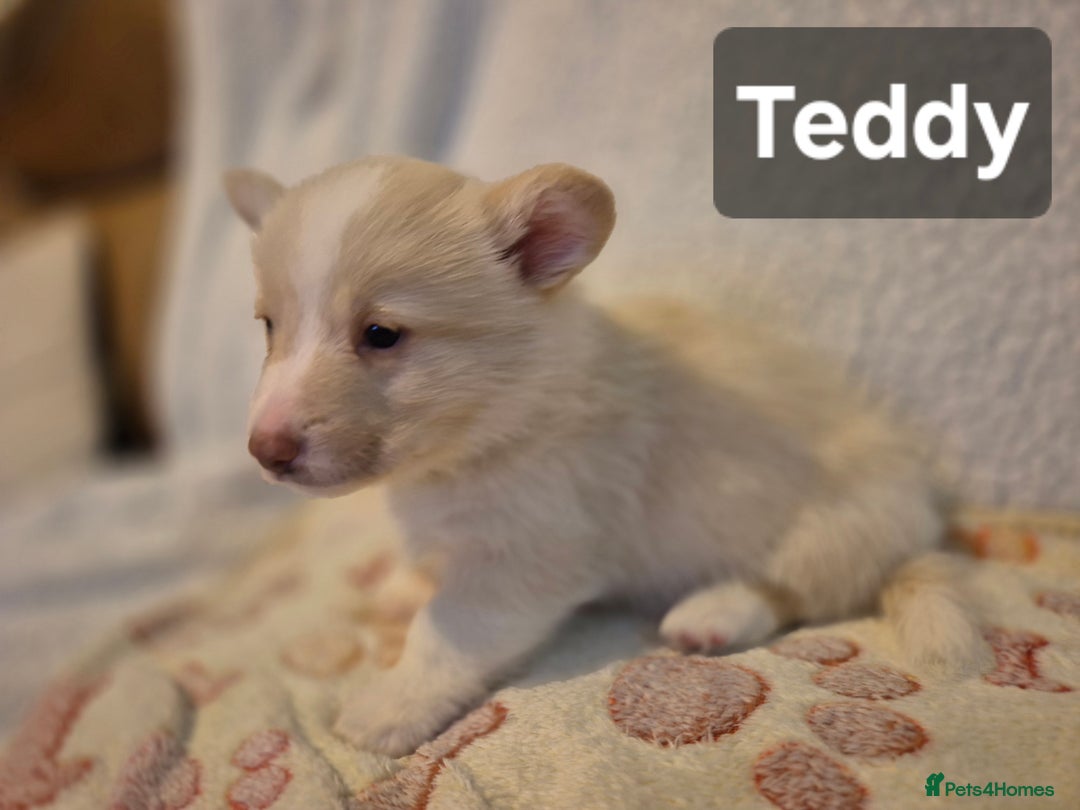 Welsh Corgi Pembroke dogs for sale: 8 Pembroke corgi puppy's - Advert 29