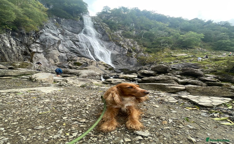 Cocker Spaniel dogs - Advert 1