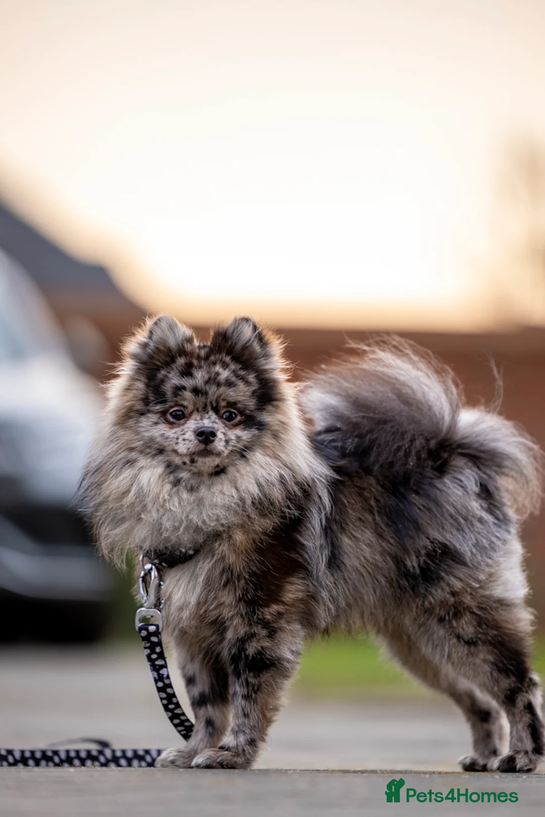 Pomeranian dogs for stud: MONKEY silver Merle for stud  - Advert 2