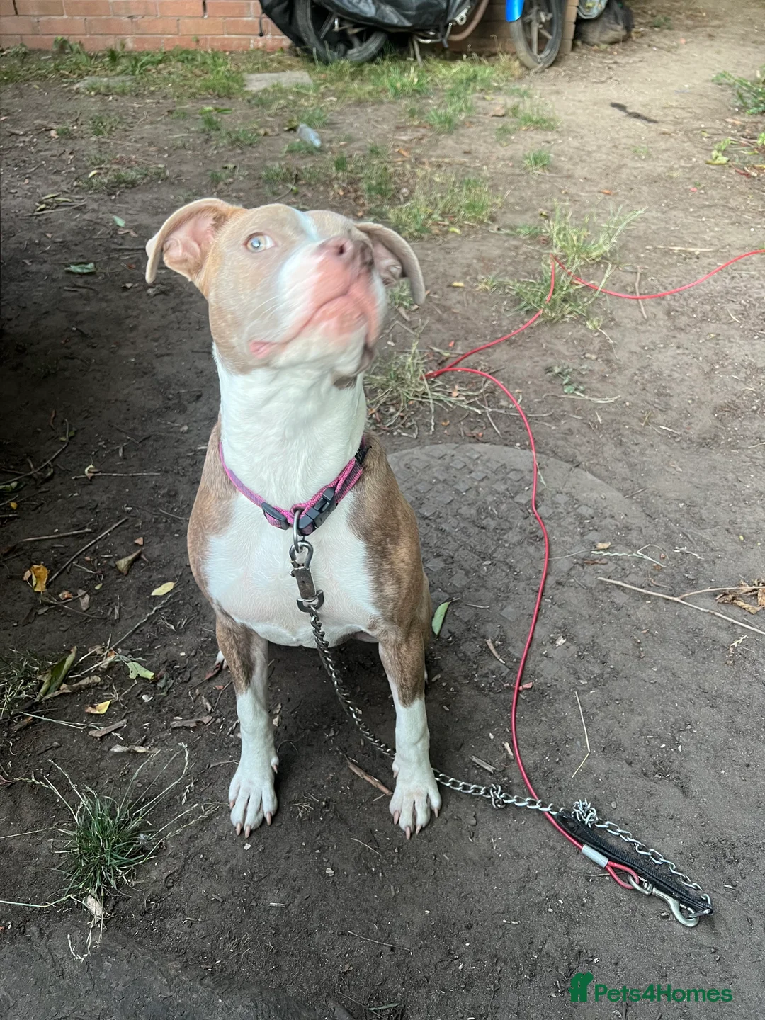 Mixed Breed dogs for sale: Staff x Johnson’s American  - Advert 7