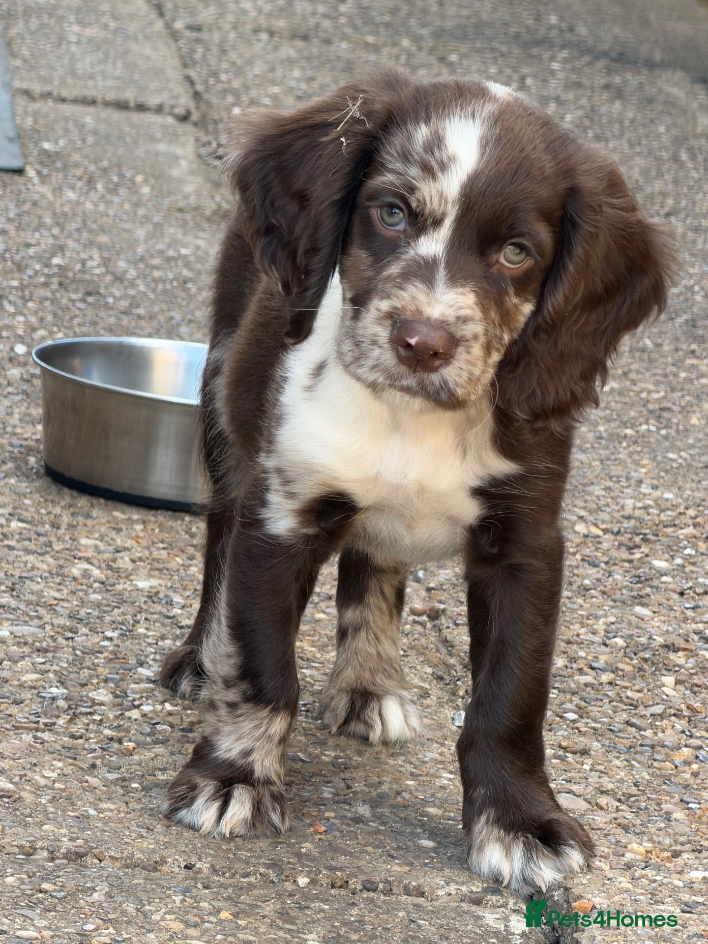 English Springer Spaniel dogs Spaniel boy looking for his forever home - Advert 3