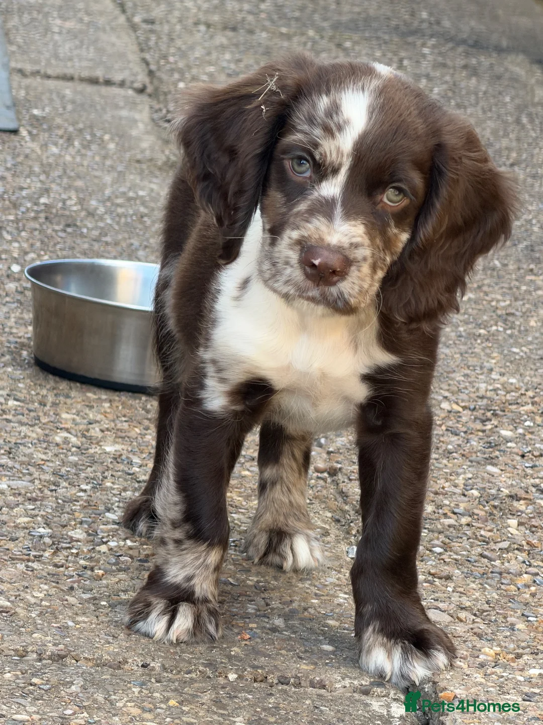 English Springer Spaniel dogs for sale: Spaniel boy looking for his forever home in Nottingham - Advert 1