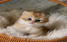 British Shorthair cats for sale: 🌟Purebred British Shorthair Golden Kittens🌟 - Image 2