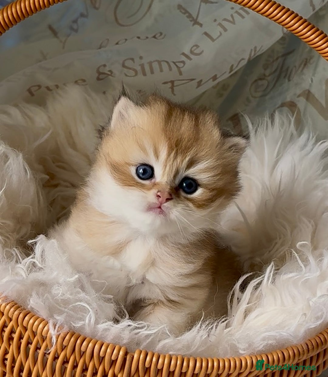 British Shorthair cats for sale: 🌟Purebred British Shorthair Golden Kittens🌟 - Image 2