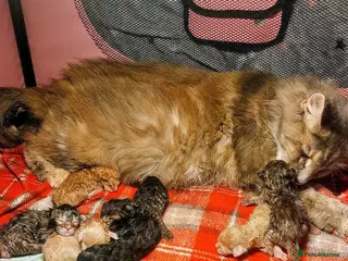 Maine Coon cats Full pedigree Maine coons available - Advert 2