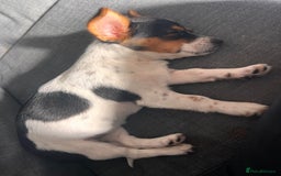 Chorkie dogs for sale: 2 lovely 1 year old puppies  - Image 3