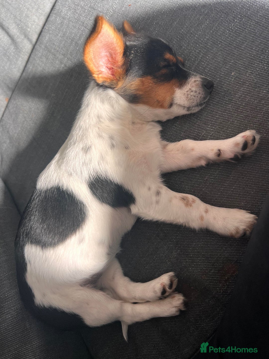 Chorkie dogs for sale: 2 lovely 1 year old puppies  - Image 3
