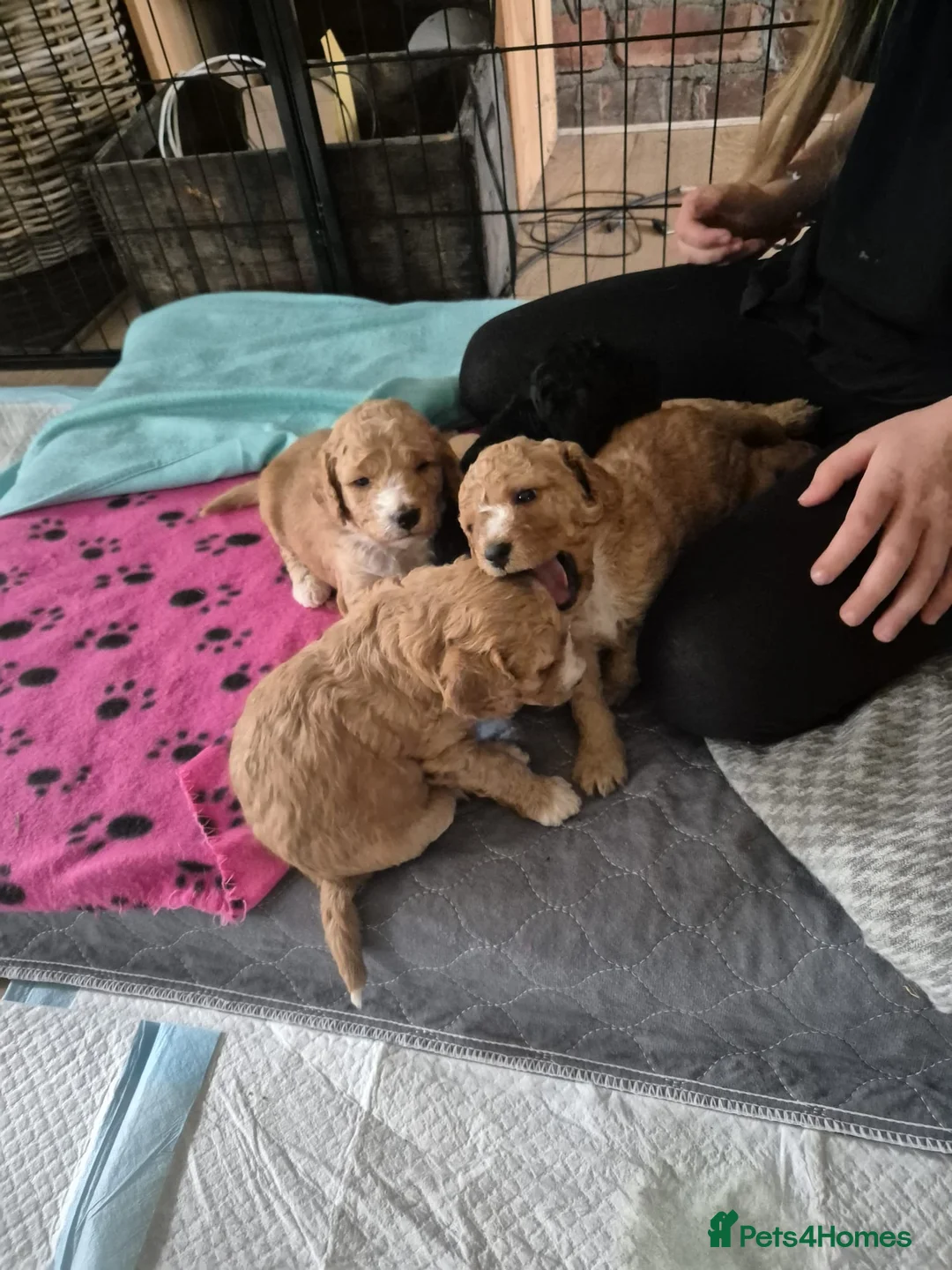 Mixed Breed dogs for sale: gorgeous cockacavapoochon for sale, !!LAST ONE!! - Advert 12