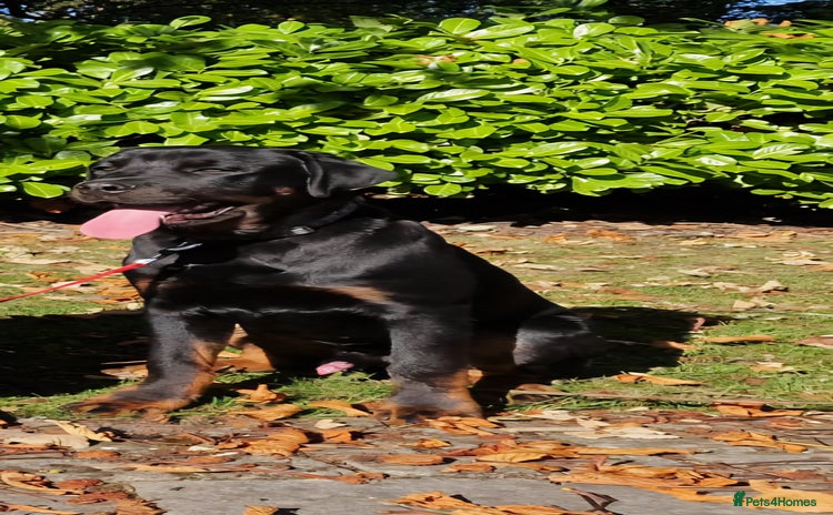 Rottweiler dogs - Advert 3