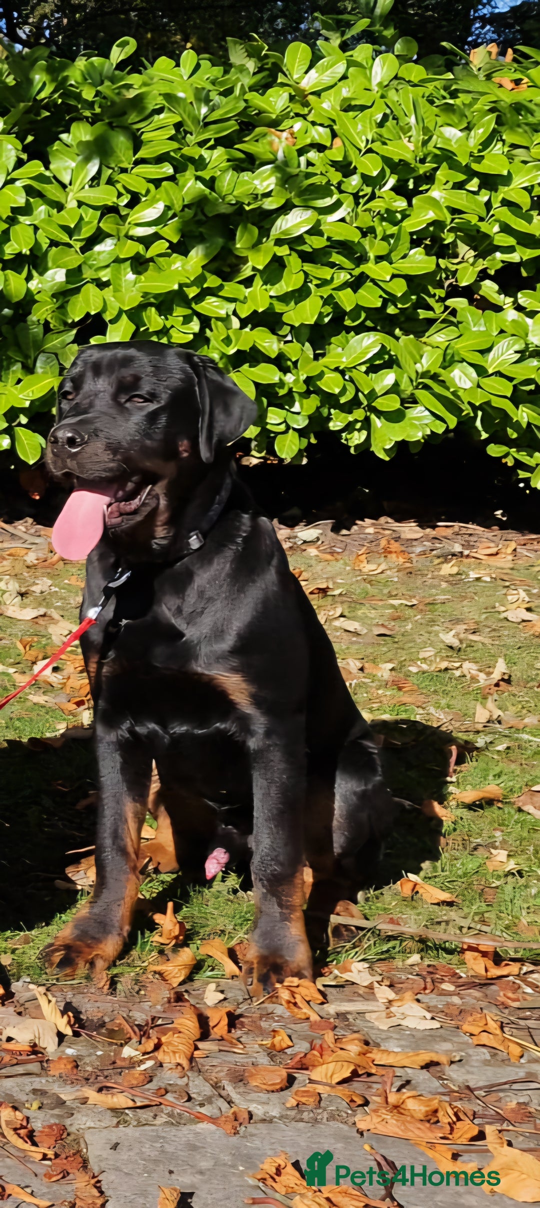 Rottweiler dogs for sale: Kenai  - Image 1