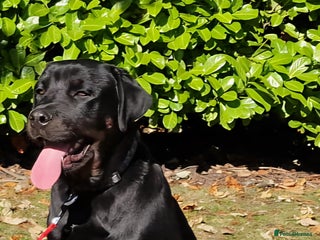 Rottweiler dogs - Advert 6