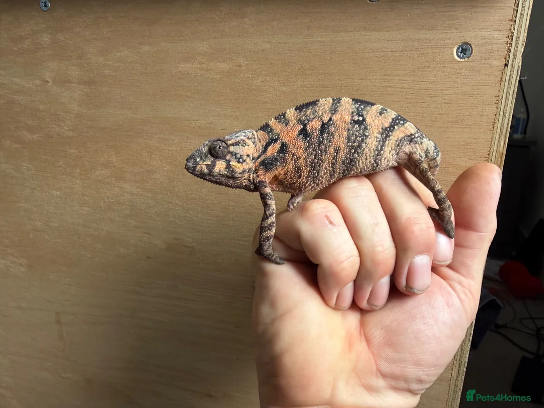 Chameleon reptiles for sale: Female panther chameleon - Advert 1