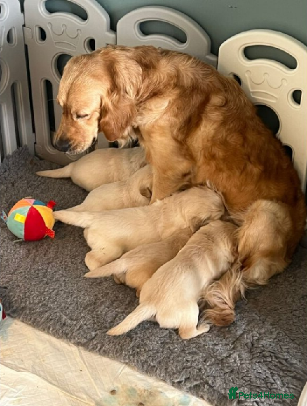 Golden Retriever dogs for sale: Beautiful Golden Retriever Puppies – Family Raised - Image 22