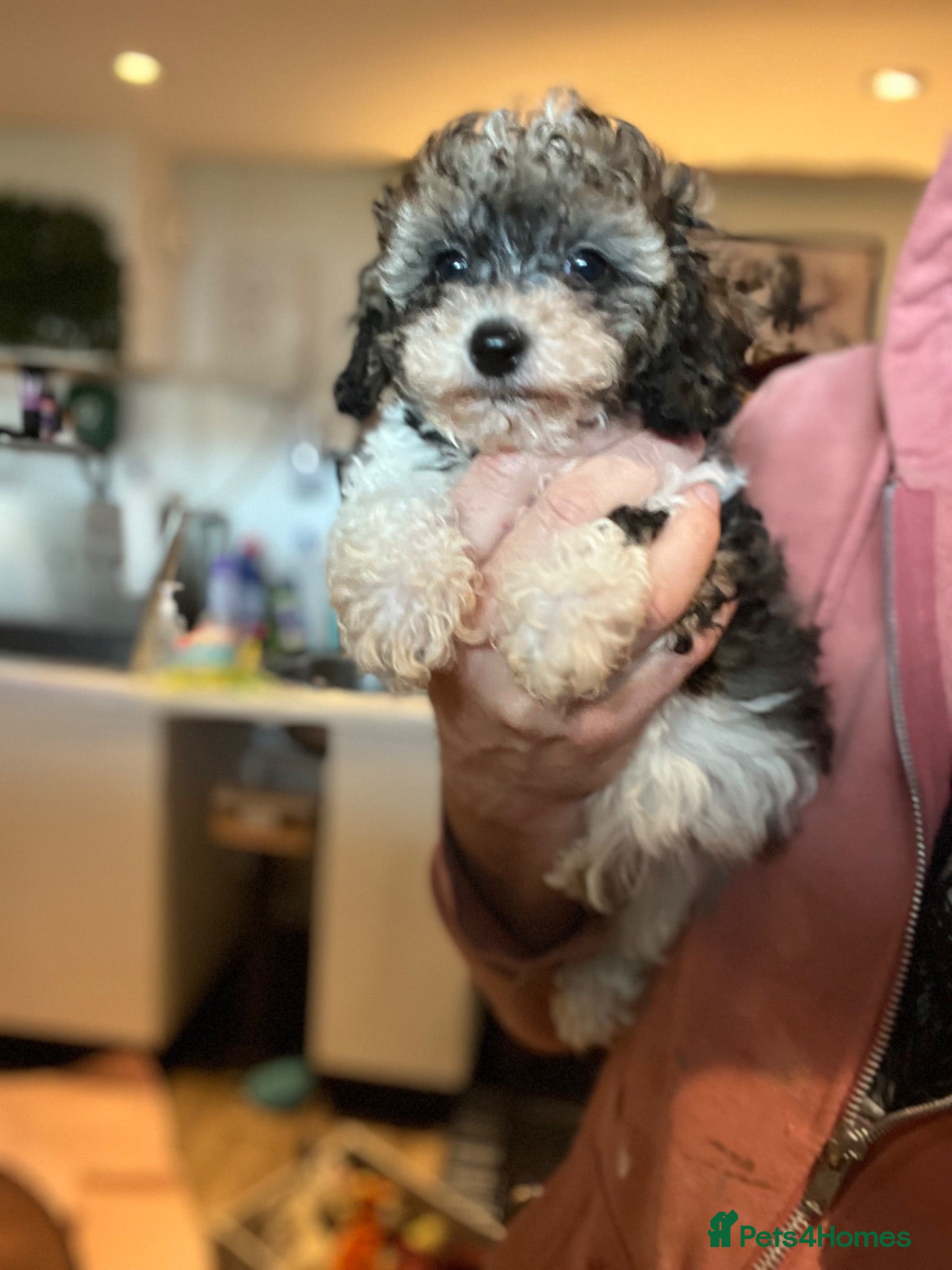 Cavapoo dogs Stunning Cavapoo puppies  - Advert 9