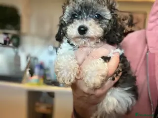 Cavapoo dogs Stunning Cavapoo puppies - Advert 9