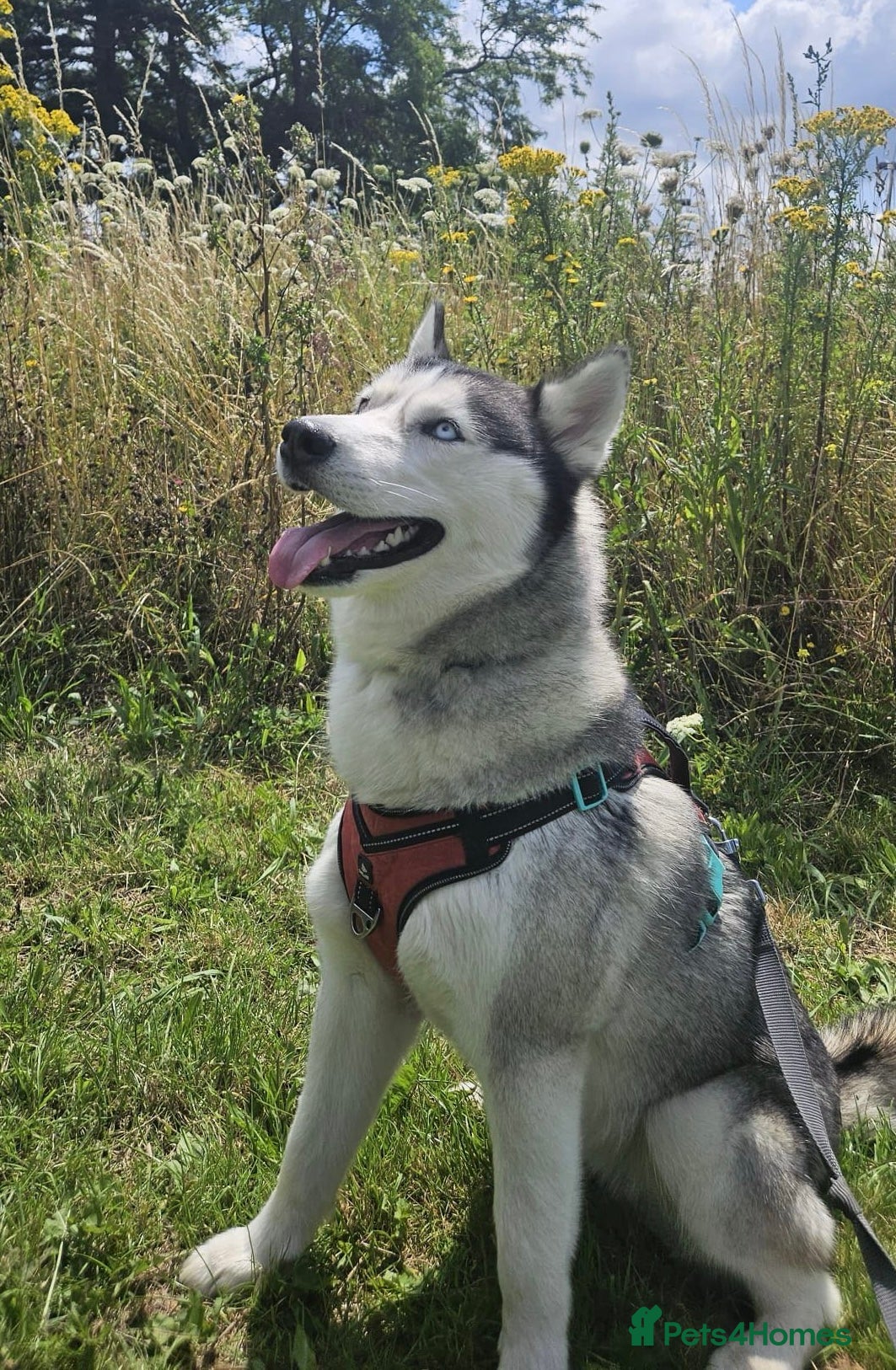 Siberian Husky dogs Gorgeous Siberian Puppies - Advert 1