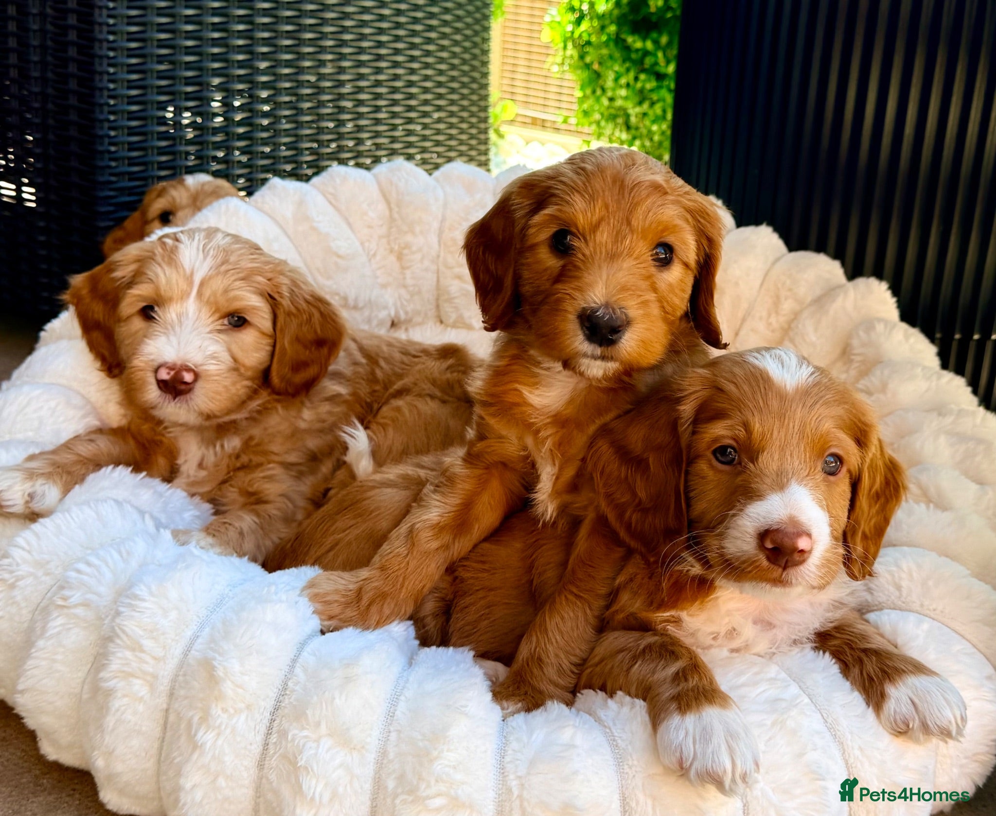 Mixed Breed dogs Australian LabradoodlexCockapoo Puppies—Nottingham - Advert 2