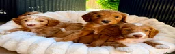 Australian Labradoodle dogs for sale: READY TO GO Australian Labradoodle x Cockapoo Pupp - Advert 3