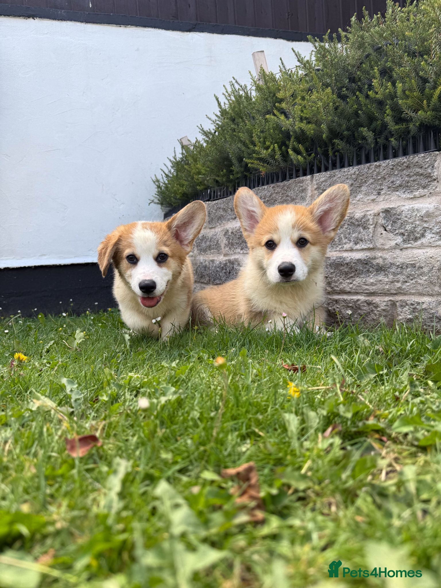 Welsh Corgi Pembroke dogs 1 Boy Remaining. Finest Example of Breed! All Docs - Advert 2
