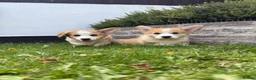 Welsh Corgi Pembroke dogs for sale: Fully Vac, KC Papers Ready, waiting to love YOU!! - Advert 6